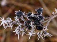 Dunkle Beeren mit Reifnadeln